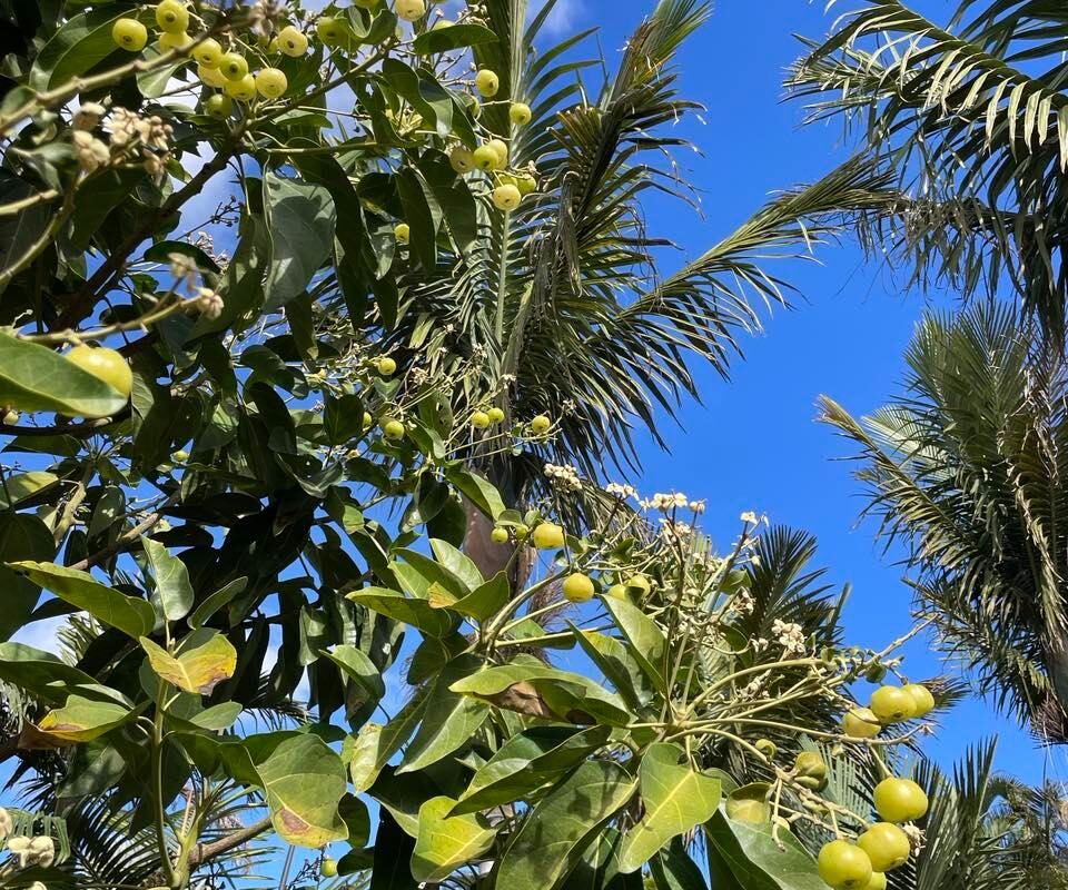 Palmetum tenerife kompass 10