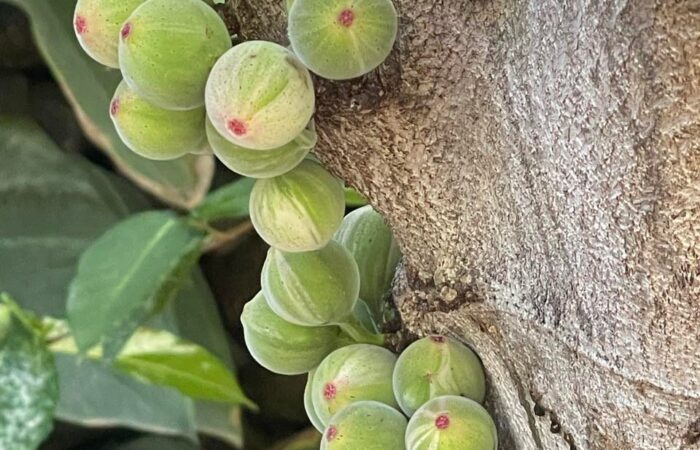 Palmetum tenerife kompass 2