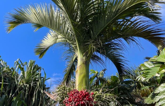 Palmetum tenerife kompass 4