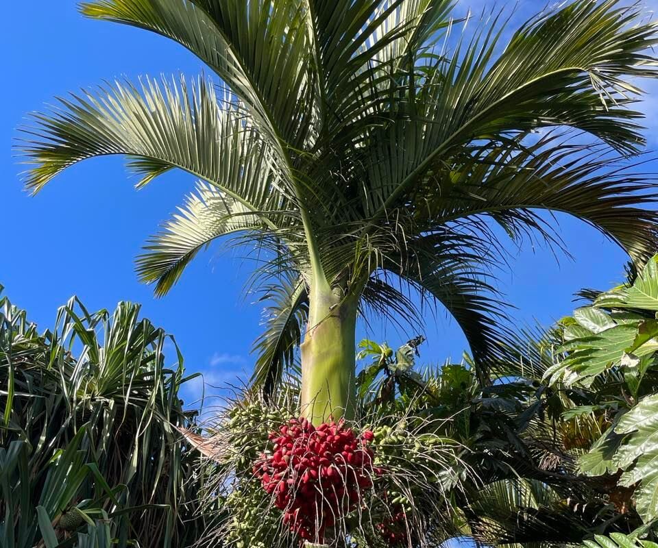 Palmetum tenerife kompass 4