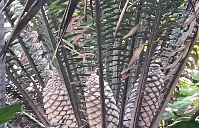 Palmetum tenerife kompass 5