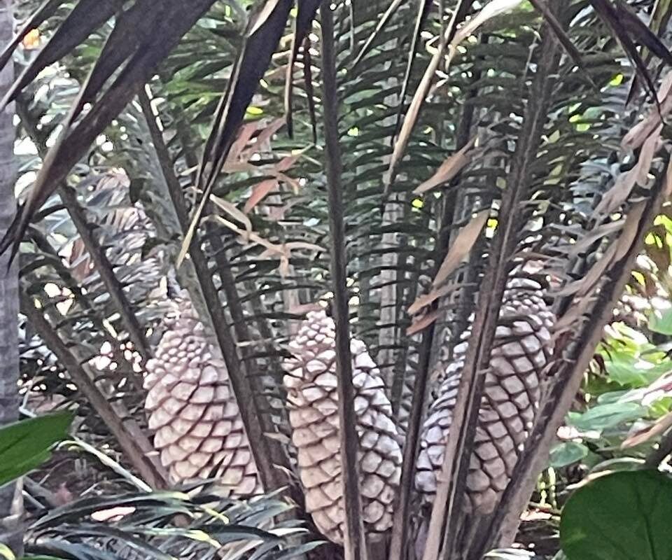 Palmetum tenerife kompass 5