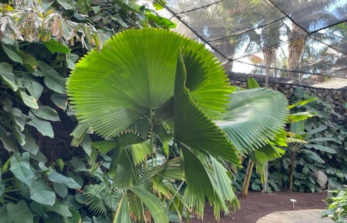 Palmetum tenerife kompass 6