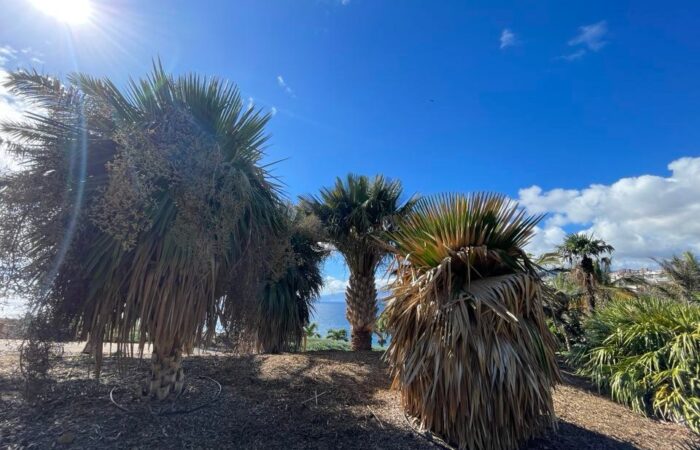 Palmetum tenerife kompass 8