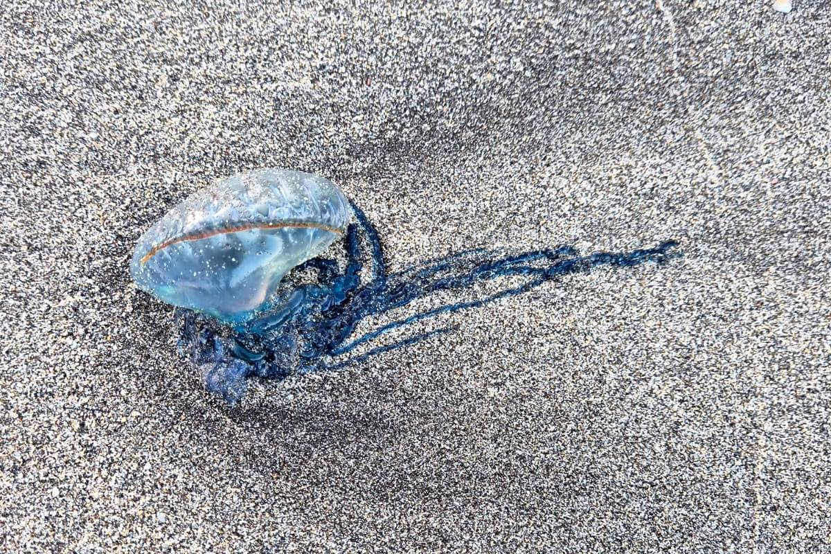 PORTUGALI SÕJALAEV | OHTLIKUD MEDUUSID