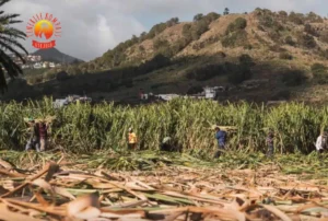 Tenerife blogi | suhkruroog