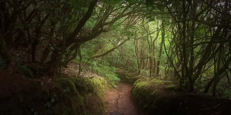 ANAGA JA TAGANANA – LOORBERIMETSAD