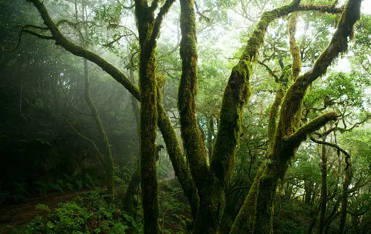 ANAGA JA TAGANANA – LOORBERIMETSAD