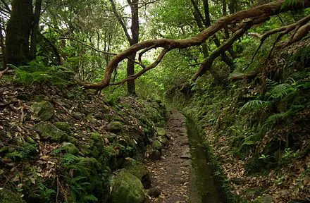 ANAGA JA TAGANANA – LOORBERIMETSAD