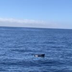 Vaalad ja delfiinid ookeanil