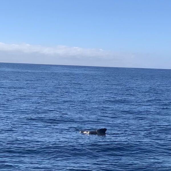 Vaalad ja delfiinid ookeanil