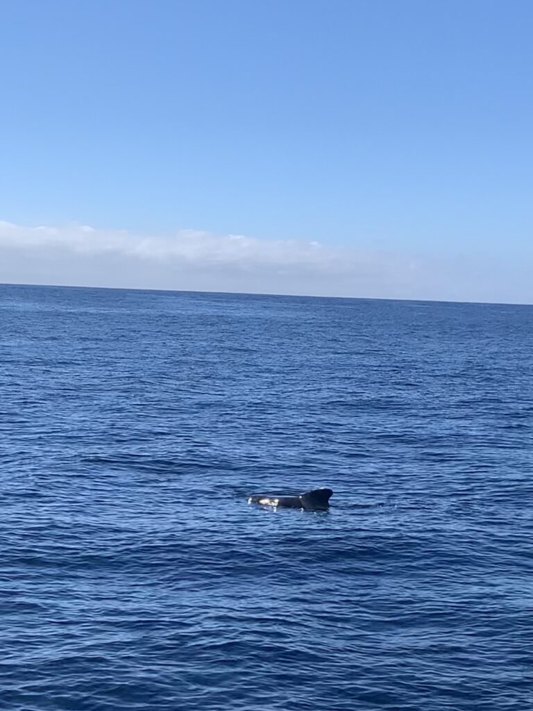 Vaalad ja delfiinid ookeanil