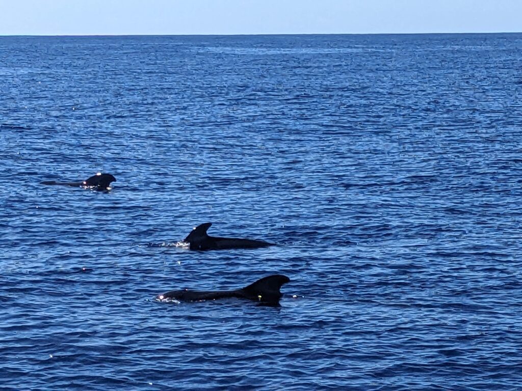 Ookeanielanikud Tenerife lähedal – foto 8