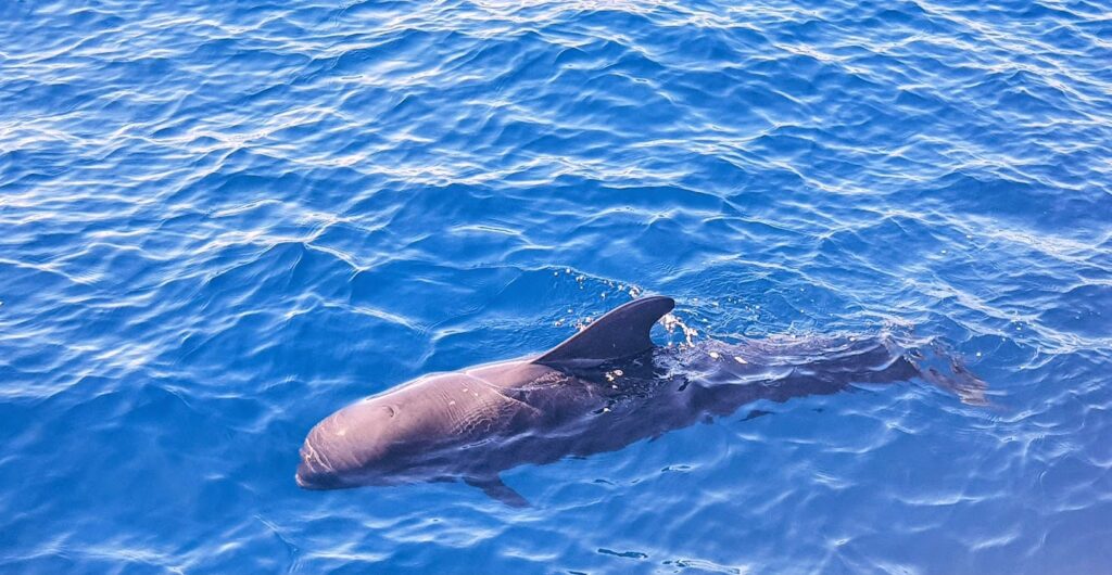 Vaalad delfiinid merikilpkonnad tenerifel 2 2