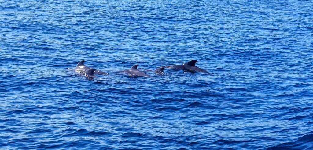 Vaalad delfiinid merikilpkonnad tenerifel 4 2