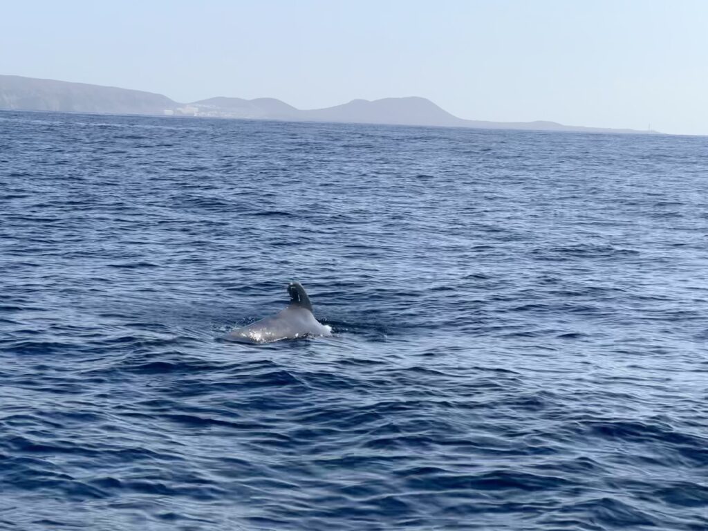 Vaalad delfiinid merikilpkonnad tenerifel 5