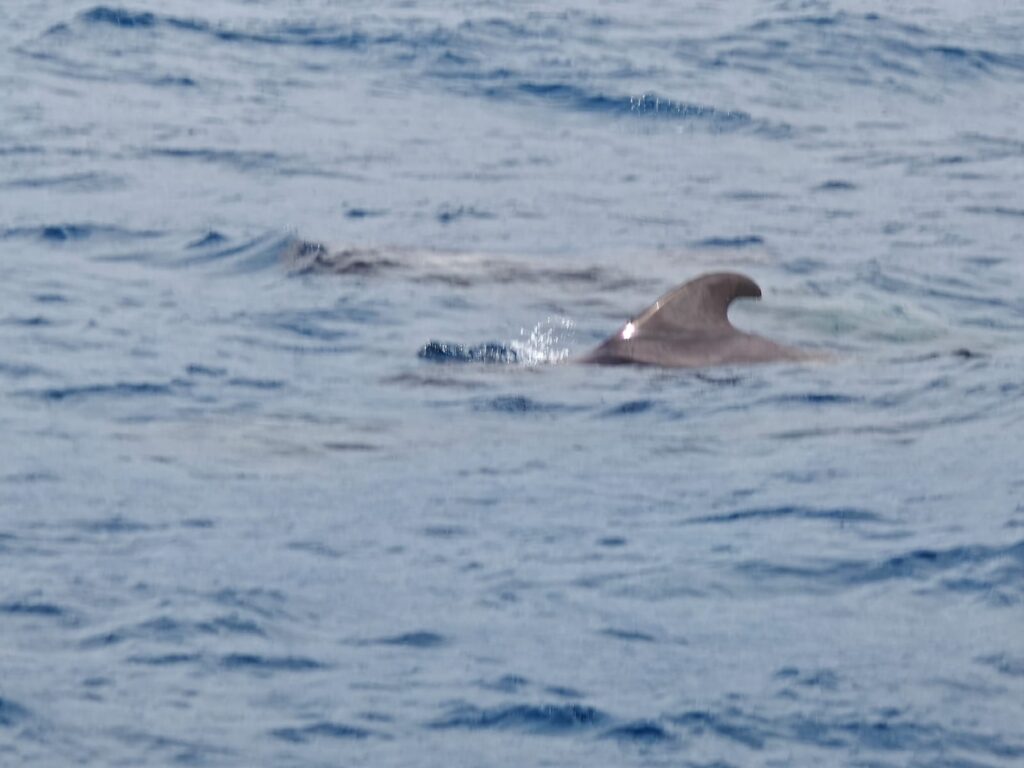 Ookeanielanikud Tenerife lähedal – foto 5