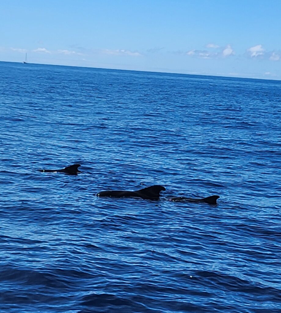 Vaalad delfiinid merikilpkonnad tenerifel 7