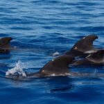 Vaalad ja delfiinid, purjetamine Tenerifel