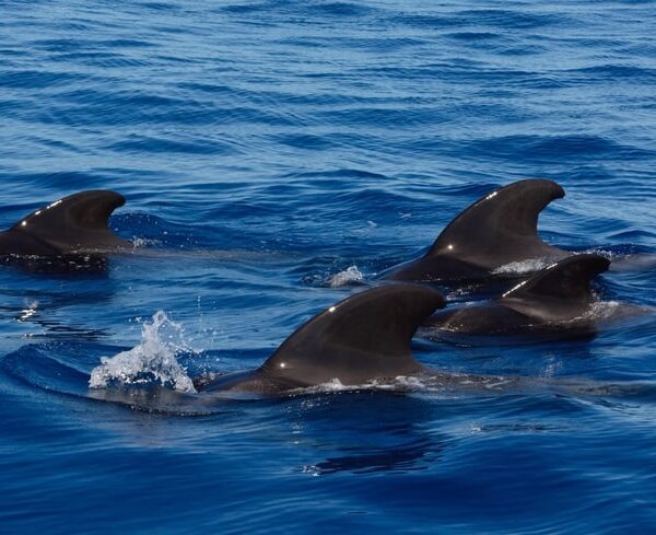 Vaalad ja delfiinid, purjetamine Tenerifel