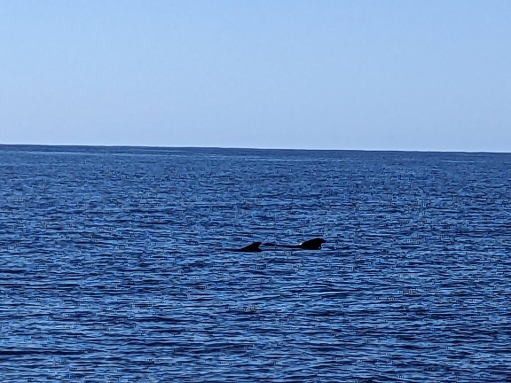 Vaalad delfiinid merikilpkonnad tenerifel 9