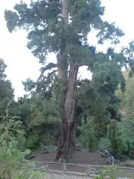 VILAFLOR – KÜLA JA KUUMAASTIK