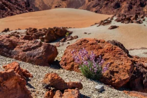 Vulkaan el teide kisraudtee 8 1000x 667 1