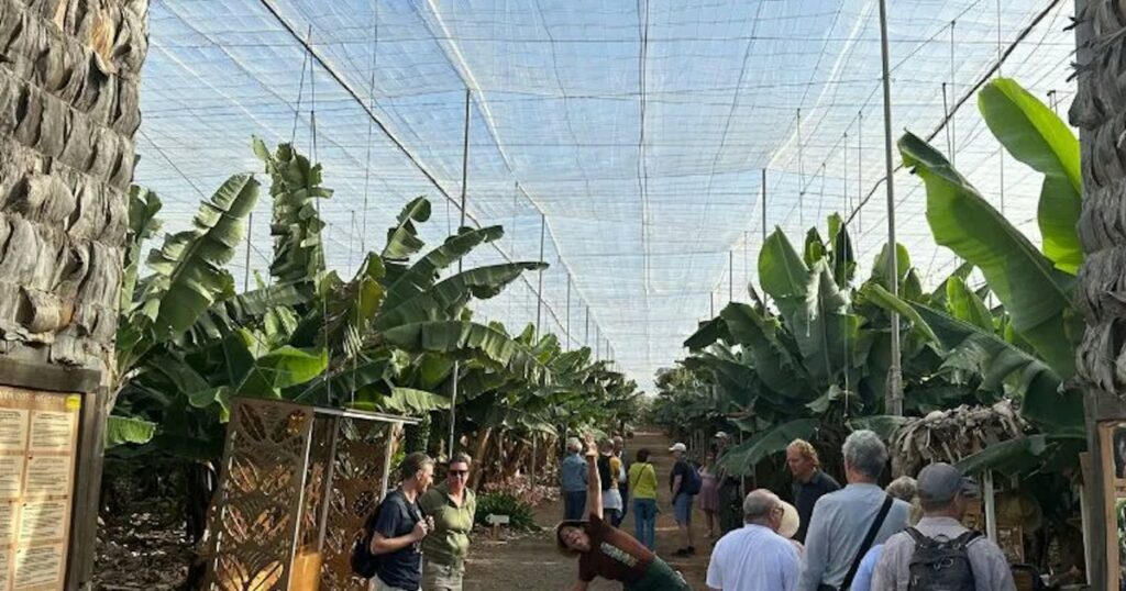 Banaaniistanduse ja veini tuur Tenerifel – kohalik kultuur ja gastronoomia