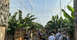 Banaaniistanduse ja veini tuur Tenerifel – kohalik kultuur ja gastronoomia