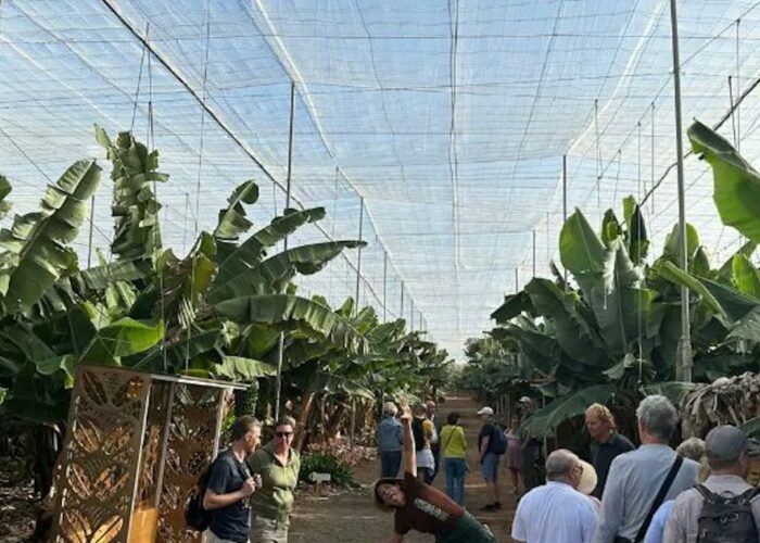 Banaaniistanduse ja veini tuur Tenerifel – kohalik kultuur ja gastronoomia