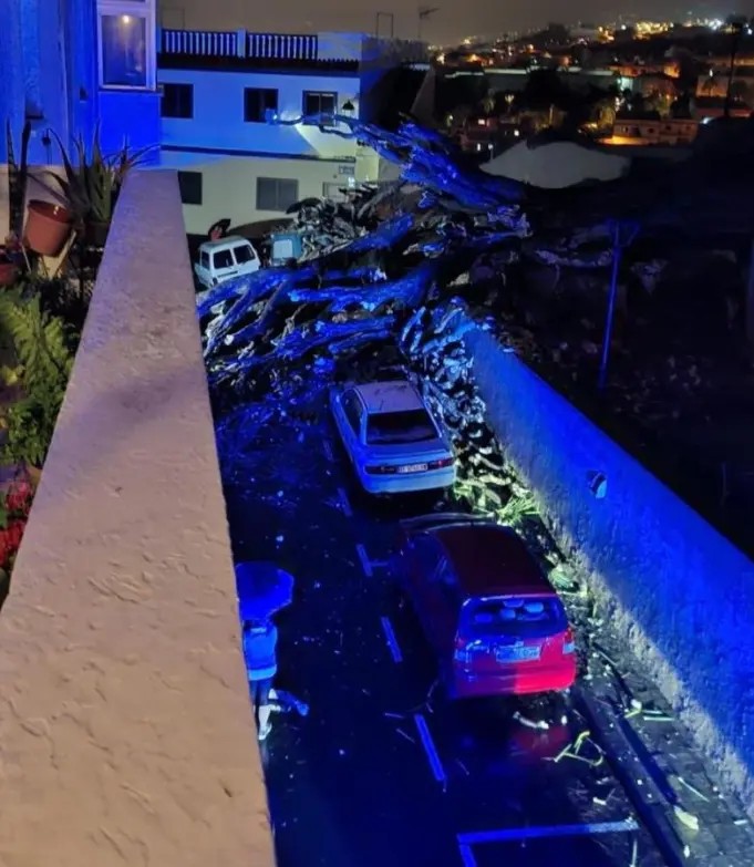 Drago del Buen Paso või San Francisco kalmistu draakonipuu vandus alla