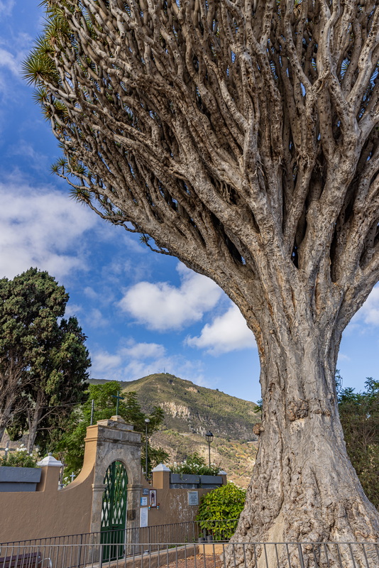 Drago del Buen Paso või San Francisco kalmistu draakonipuu vandus alla