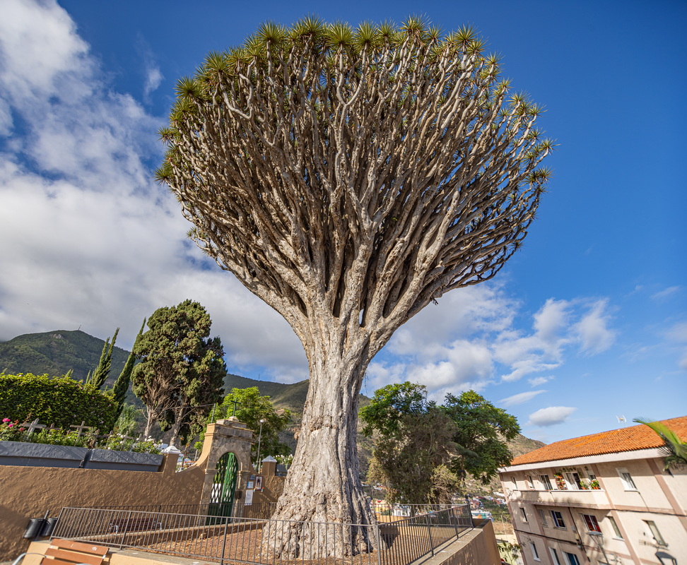 Drago del Buen Paso või San Francisco kalmistu draakonipuu vandus alla
