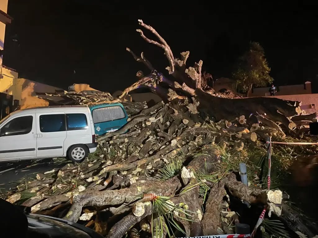 Drago del Buen Paso või San Francisco kalmistu draakonipuu vandus alla