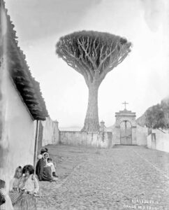 Drago del buen paso los realejos 5