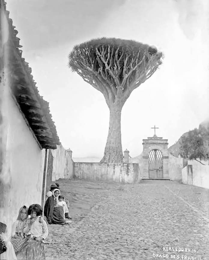 Drago del Buen Paso või San Francisco kalmistu draakonipuu vandus alla