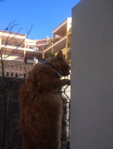 eesti vabariigi juubelisunnipaeva tahistamine tenerifel 2018 128