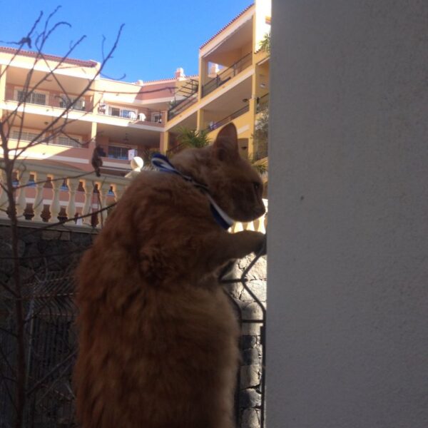 eesti vabariigi juubelisunnipaeva tahistamine tenerifel 2018 128