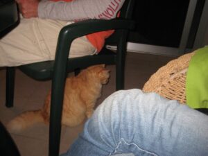 2010 eesti vabariigi sunnipaev tenerifel palm mar 12