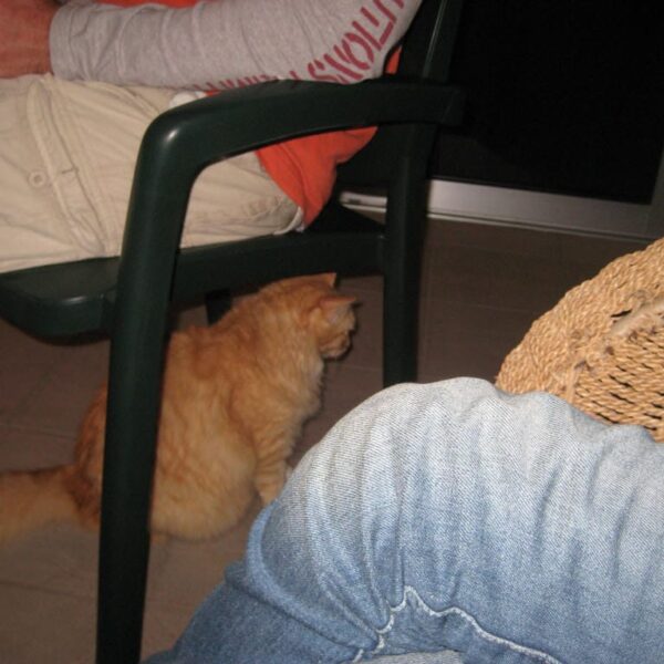 2010 eesti vabariigi sunnipaev tenerifel palm mar 12