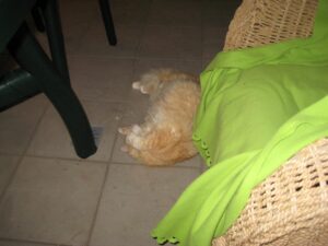 2010 eesti vabariigi sunnipaev tenerifel palm mar 13