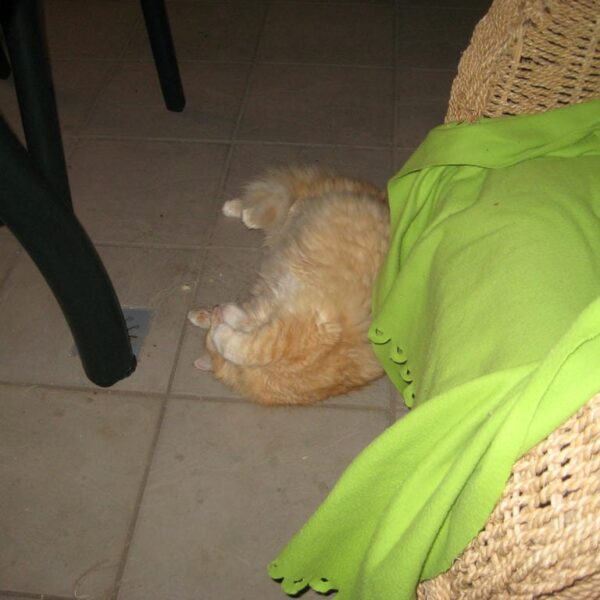 2010 eesti vabariigi sunnipaev tenerifel palm mar 13