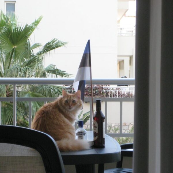 2010 eesti vabariigi sunnipaev tenerifel palm mar 14