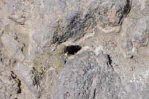 eesti vabariigi sunnipaeva tahistamine tenerifel 2013 217