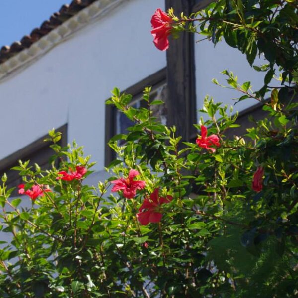 eesti vabariigi sonnipaeva tahistamine tenerifel 2014 13