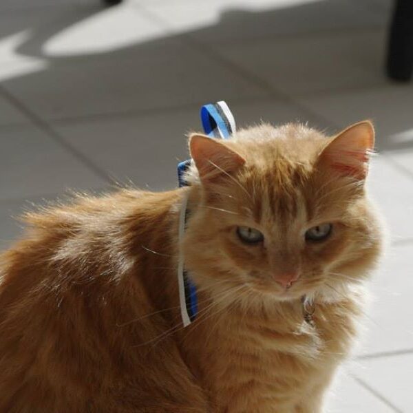 eesti vabariigi sunnipaeva tahistamine tenerifel 2015 116