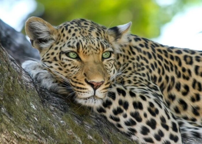 Jungle Park loodusloomaaed Tenerifel – eksootiline looduspark koos kotkalennu ja delfiinietendusega