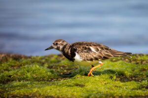 Kanaari saared ruudi kivinurm 118