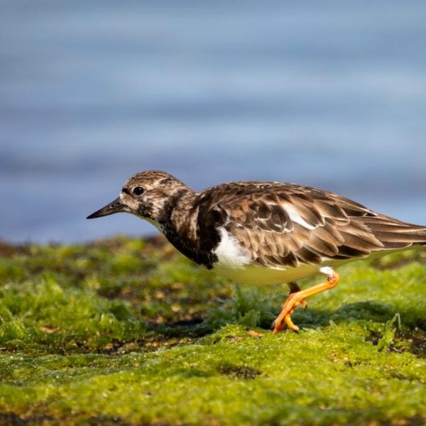 Kanaari saared ruudi kivinurm 118