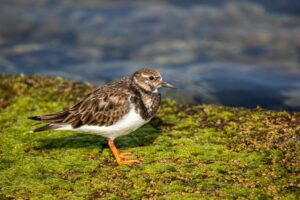 Kanaari saared ruudi kivinurm 119